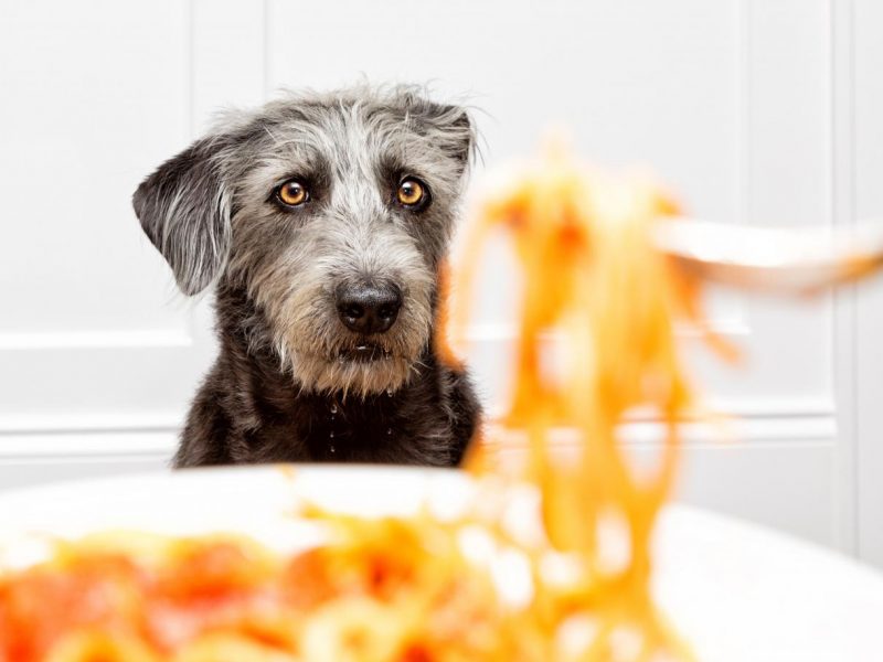 Can Dogs Eat Pasta?