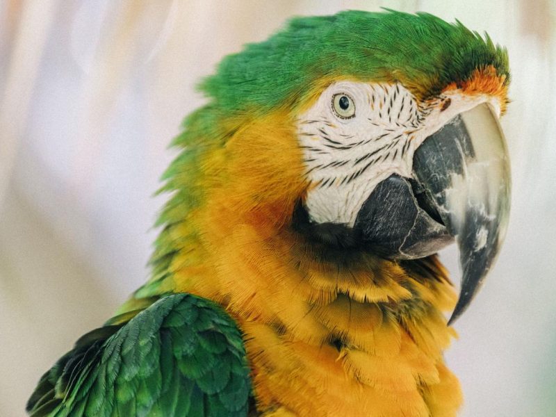 Types of Macaw Hybrids and Crosses