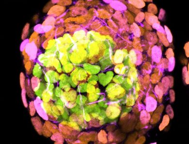 Most advanced synthetic human embryos yet spark controversy